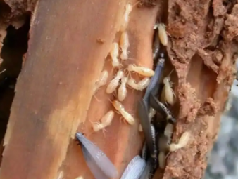 杭锦后旗白蚁防治公司分享白蚁防治常见误区，避开防虫踩坑指南